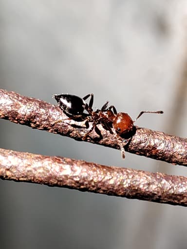 Crematogaster scutellaris photo 161