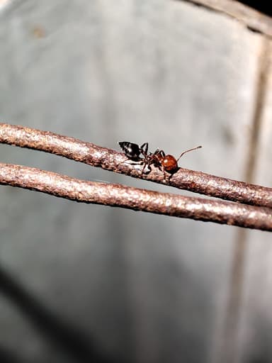 Crematogaster scutellaris photo 162