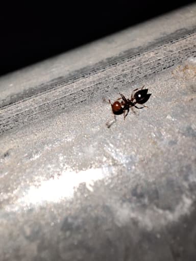 Crematogaster scutellaris photo 165