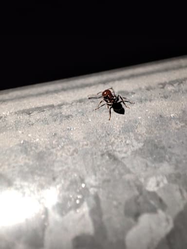 Crematogaster scutellaris photo 166