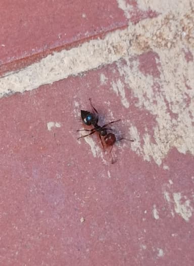 Crematogaster scutellaris photo 168