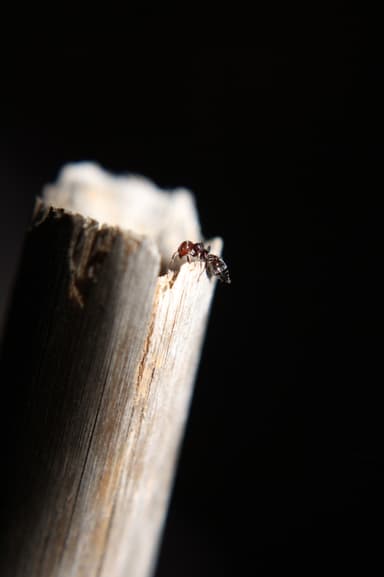 Crematogaster scutellaris photo 170