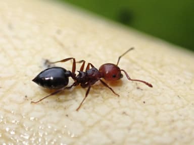 Crematogaster scutellaris photo 171