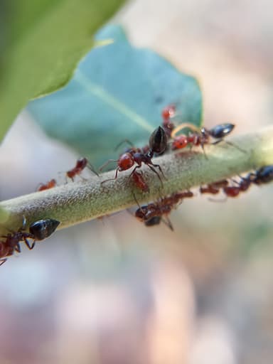 Crematogaster scutellaris photo 178