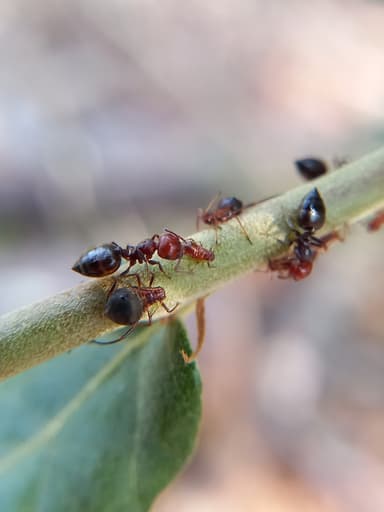 Crematogaster scutellaris photo 179