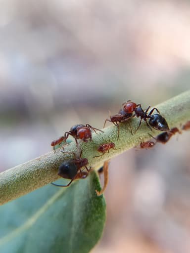 Crematogaster scutellaris photo 180