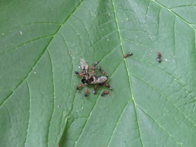 Crematogaster scutellaris photo 185