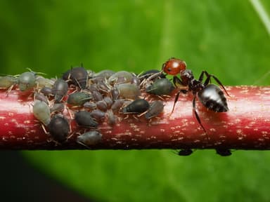 Crematogaster scutellaris photo 186