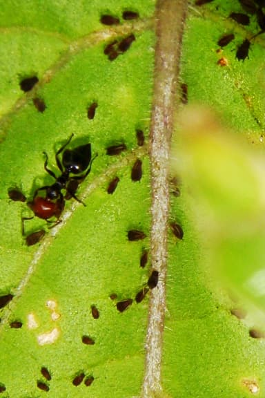 Crematogaster scutellaris photo 188