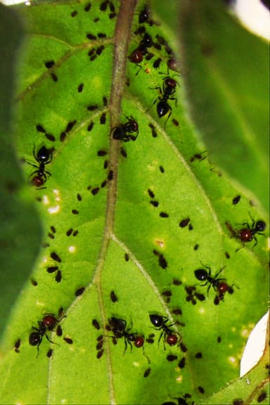 Crematogaster scutellaris photo 191