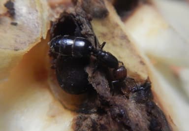 Crematogaster scutellaris photo 196