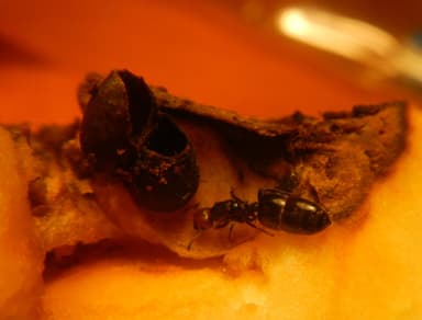 Crematogaster scutellaris photo 197