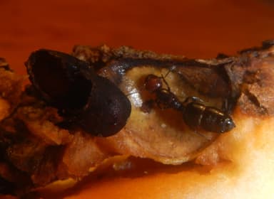 Crematogaster scutellaris photo 199