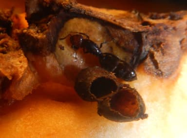 Crematogaster scutellaris photo 200