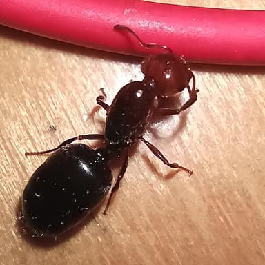 Crematogaster scutellaris photo 201
