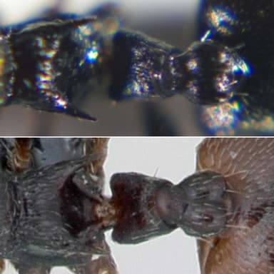 Crematogaster scutellaris photo 203
