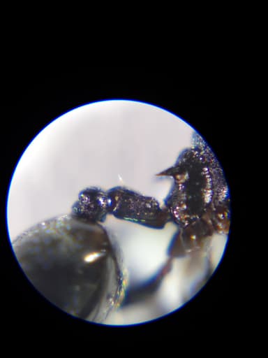Crematogaster scutellaris photo 204