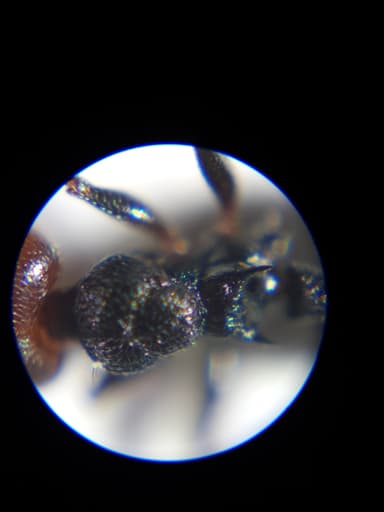 Crematogaster scutellaris photo 209