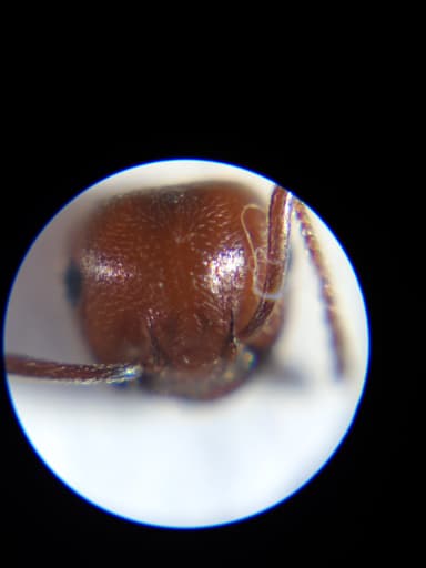 Crematogaster scutellaris photo 211