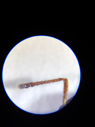 Crematogaster scutellaris photo 213