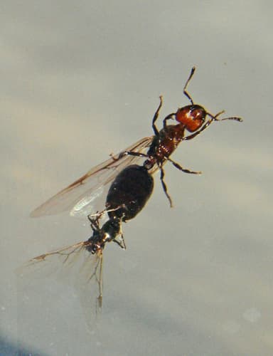 Crematogaster scutellaris — colony photo 218