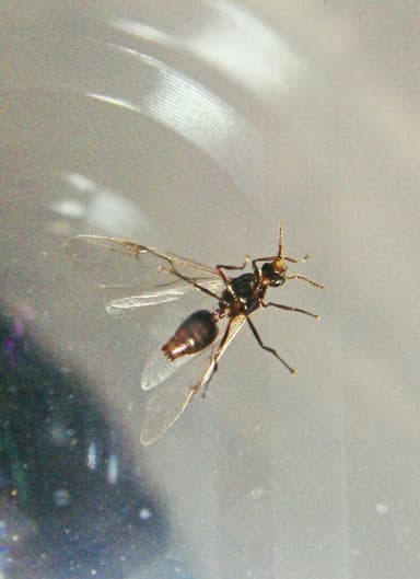 Crematogaster scutellaris — colony photo 219