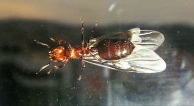 Crematogaster scutellaris — colony photo 220