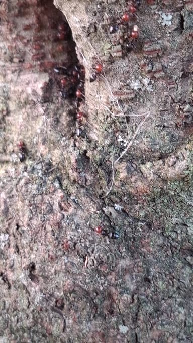 Crematogaster scutellaris photo 221