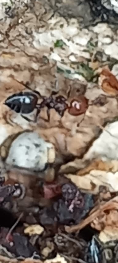 Crematogaster scutellaris photo 222