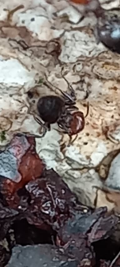 Crematogaster scutellaris photo 223