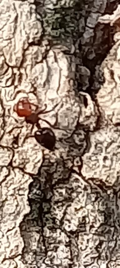 Crematogaster scutellaris photo 225