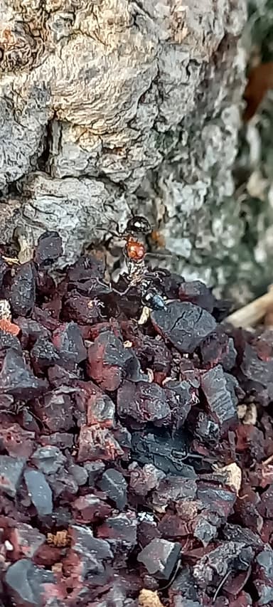 Crematogaster scutellaris photo 226