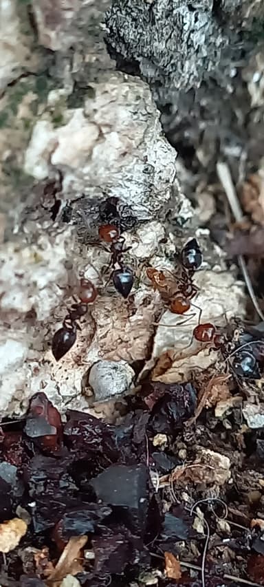 Crematogaster scutellaris photo 228