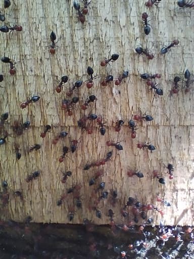 Crematogaster scutellaris photo 232