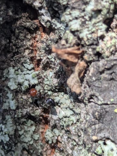 Crematogaster scutellaris photo 236