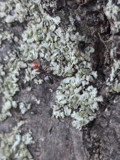 Crematogaster scutellaris photo 238