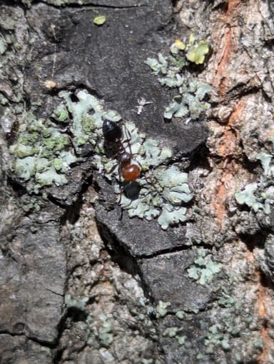Crematogaster scutellaris photo 239
