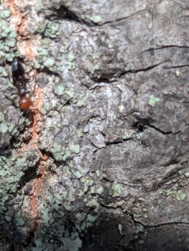 Crematogaster scutellaris photo 240