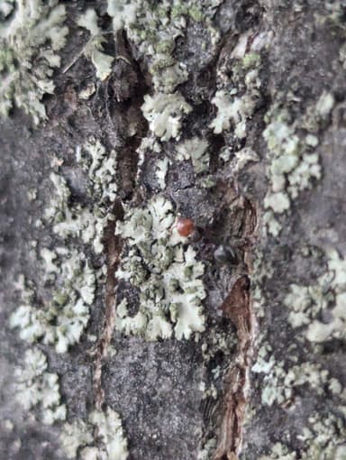 Crematogaster scutellaris photo 244