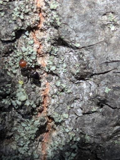 Crematogaster scutellaris photo 246