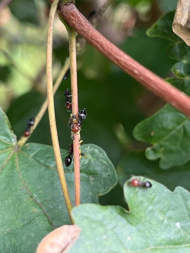 Crematogaster scutellaris — colony photo 249