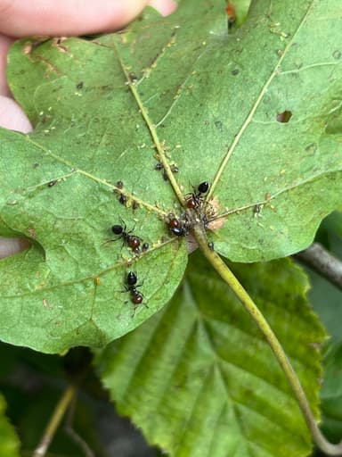 Crematogaster scutellaris — colony photo 250