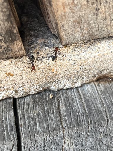 Crematogaster scutellaris — colony photo 251