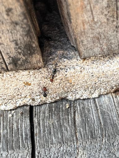 Crematogaster scutellaris — colony photo 252
