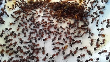Crematogaster scutellaris photo 254