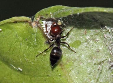 Crematogaster scutellaris photo 255