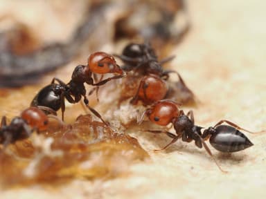 Crematogaster scutellaris photo 258