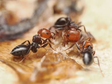 Crematogaster scutellaris photo 259
