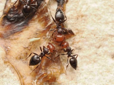 Crematogaster scutellaris photo 261