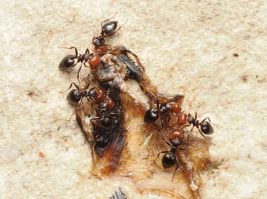 Crematogaster scutellaris photo 262